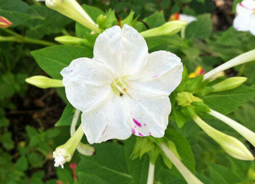 Mirabilis jalapa | Broken Colors | 10 Seeds
