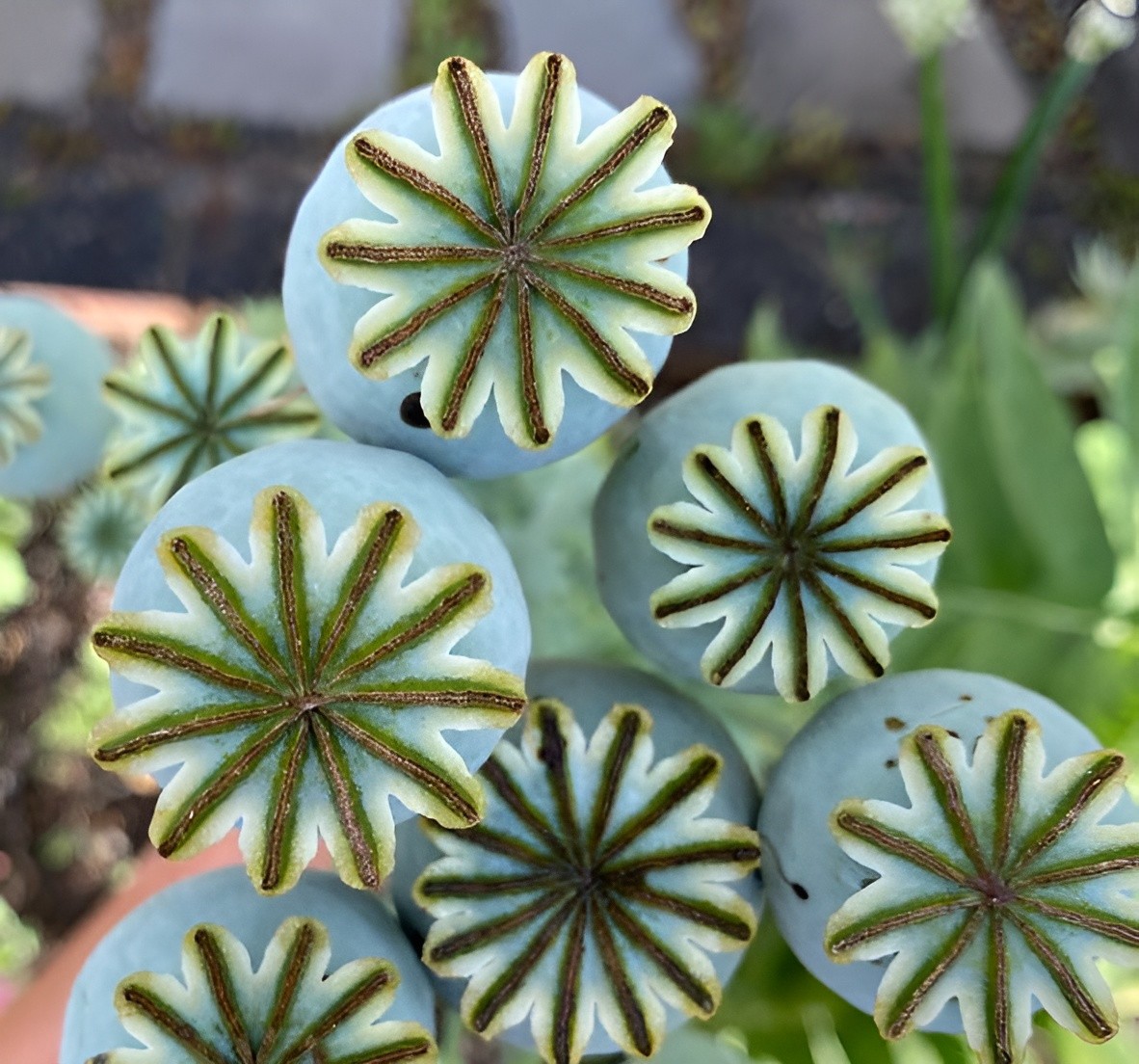 1,500 Double Black Peony Poppy Seeds – P. Somniferum – Almost Black Blooms!