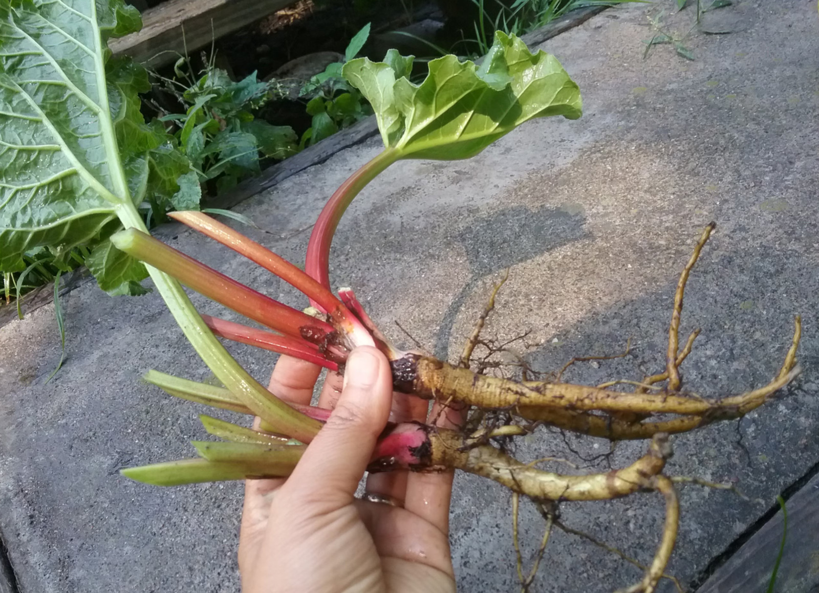 1 Victoria Rhubarb Bare Root -Rheum rhabarbarum