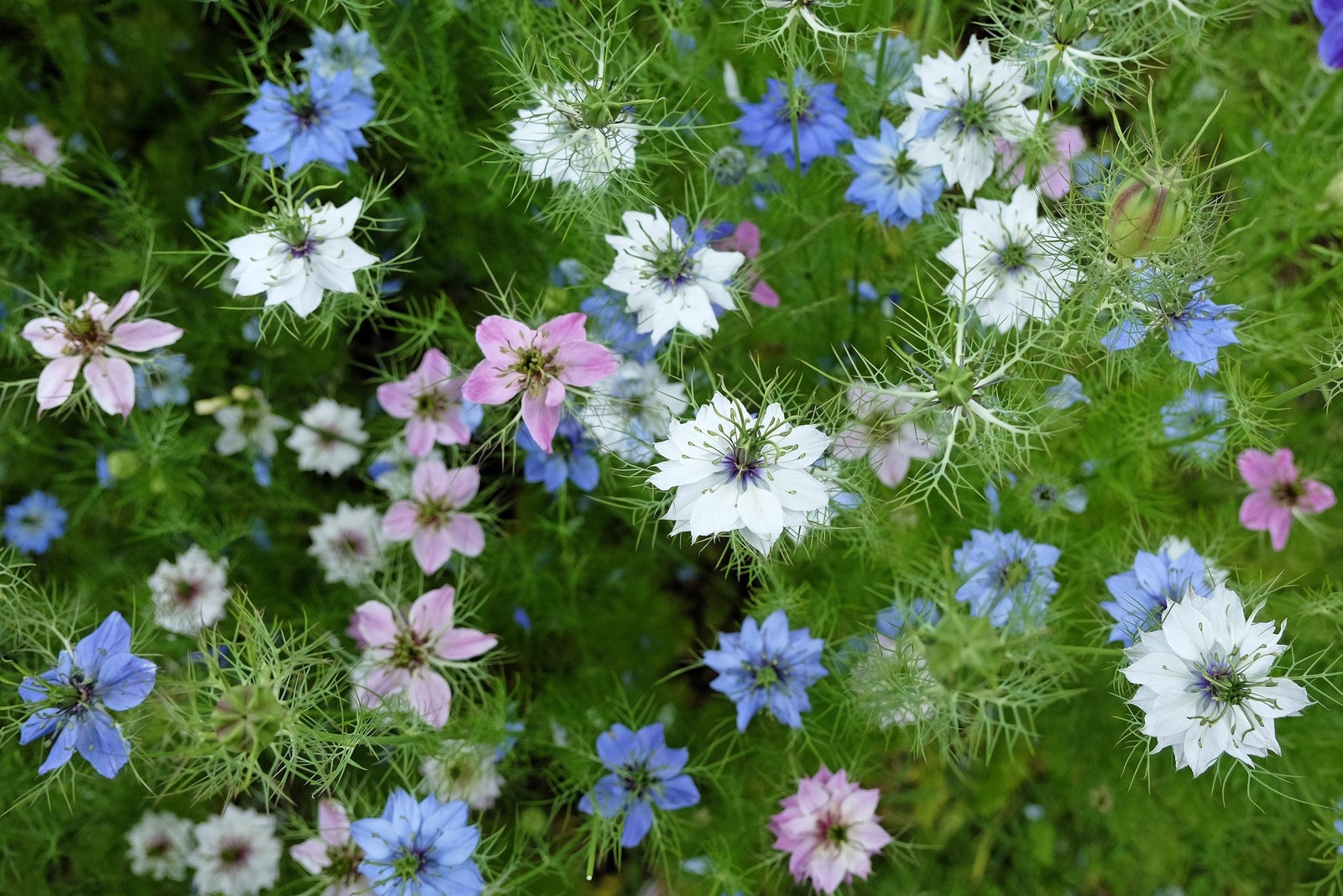 500 LOVE In A MIST PERSIAN Jewels Mix Nigella Damascena Fennel Flower Seeds