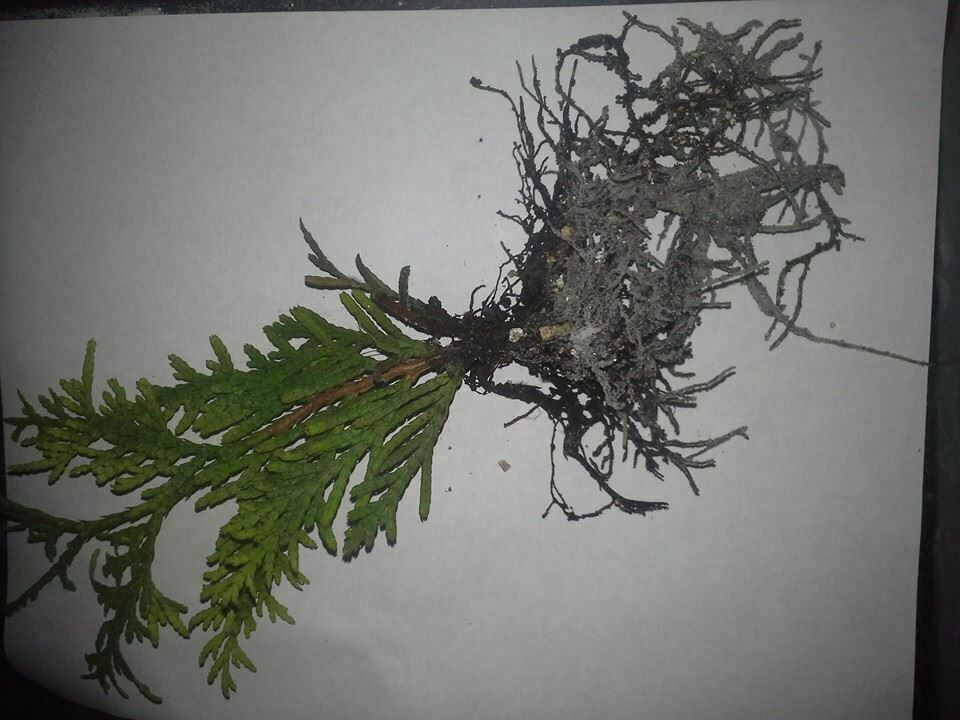 Lot of (5) Thuja Green Giant Arborvitae, 16″-24″ tall SPRING 2025 SHIPPING