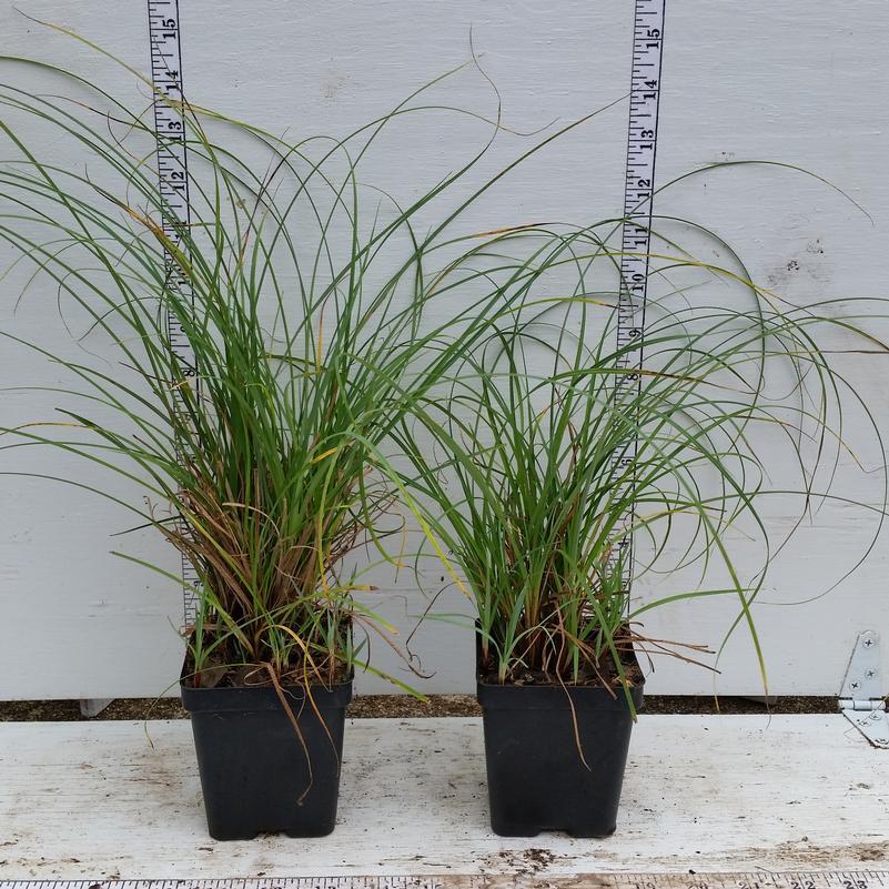 Carex flacca – Blue Sedge 25 Plants in 3-1/2 inch Pots