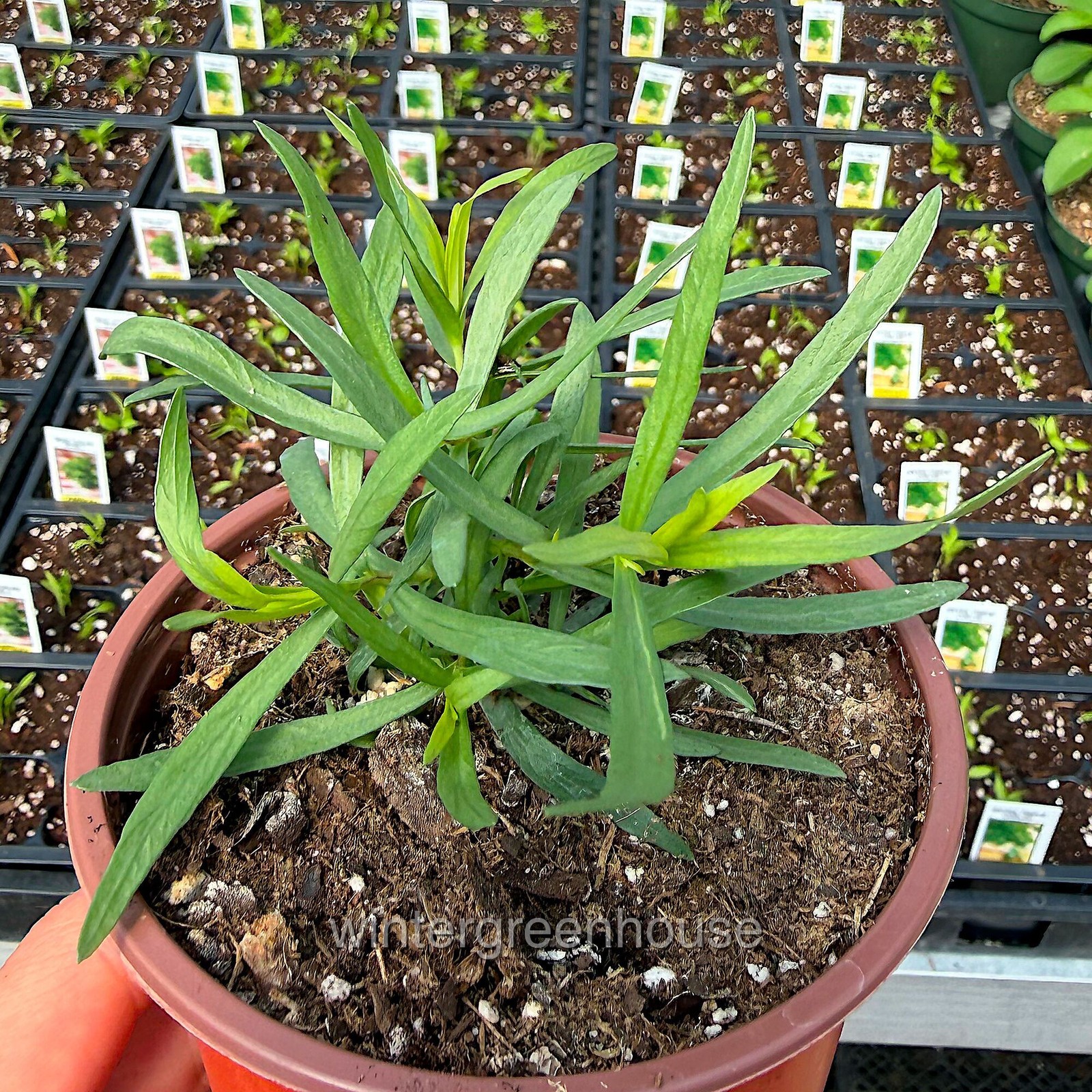 Tarragon, French Tarragon, Container Size: 3″ (2.6×3.5″)