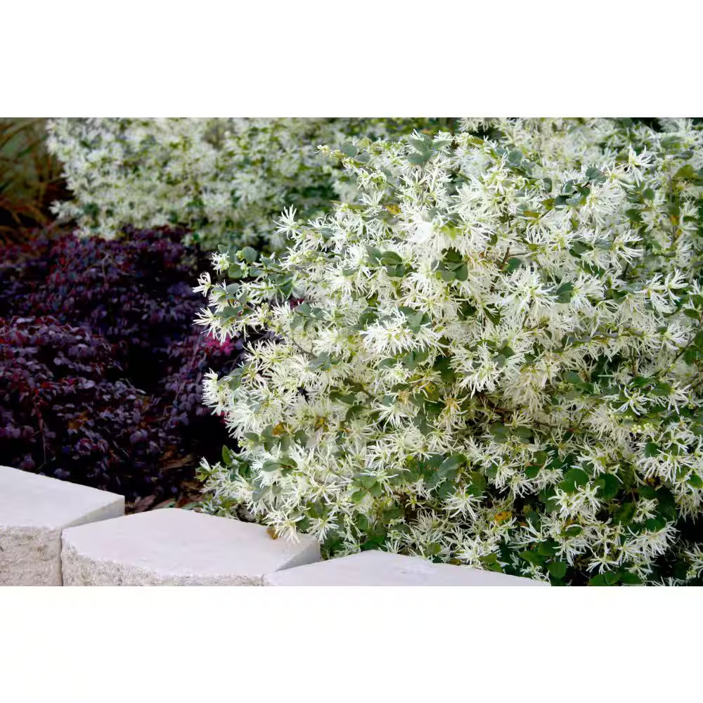 2 Gal. Emerald Snow Semi-Dwarf Loropetalum, Evergreen Shrub with Green Foliage,
