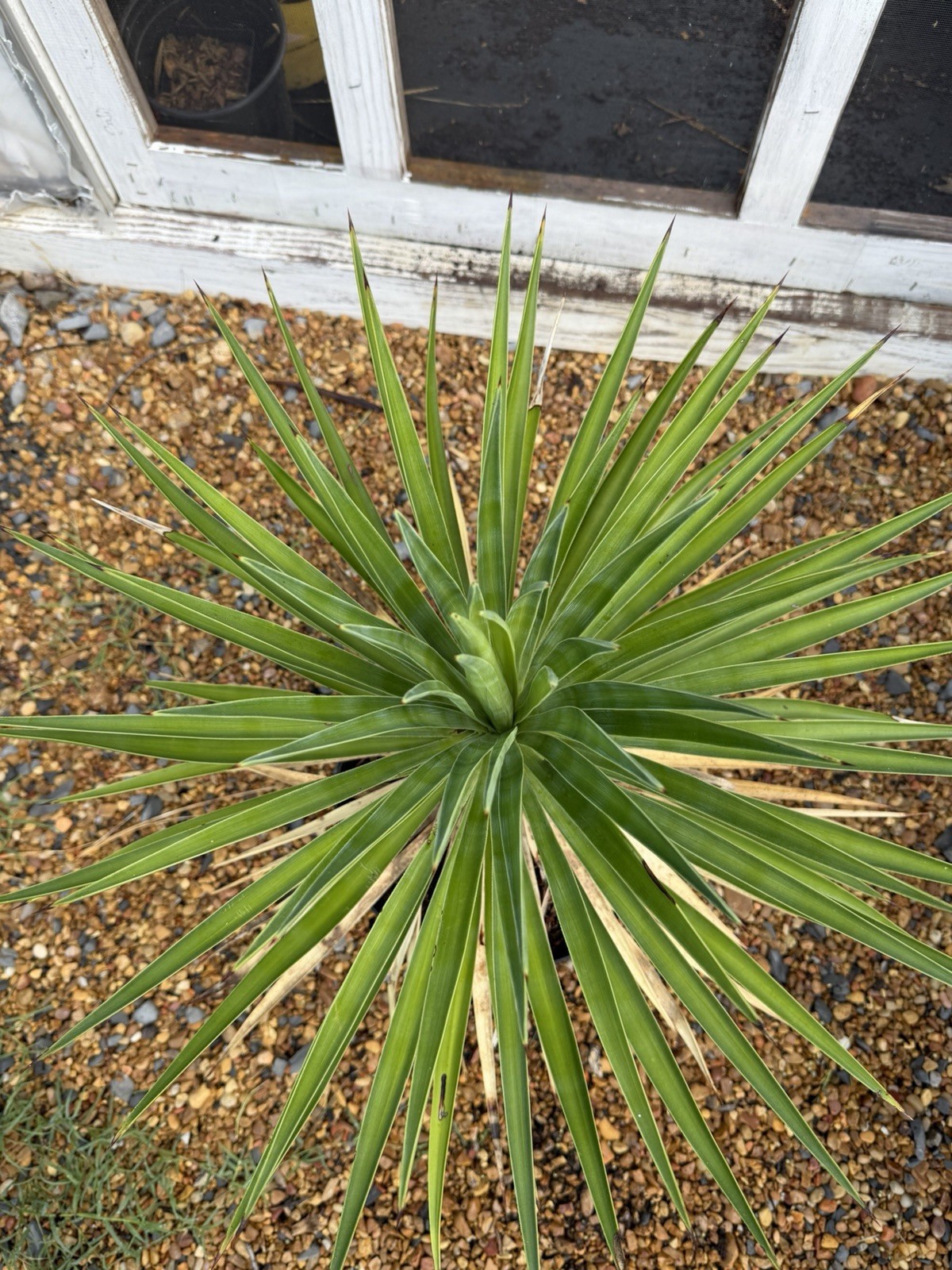 Yucca aloifolia – 3 Gallon – Trunking Cold Hardy Yucca – Big Size!!