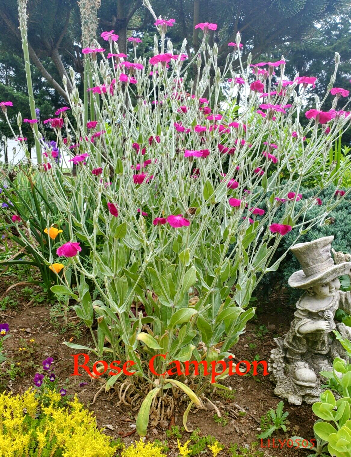 Rose Campion Heirloom Lychnis Coronaria Perennial Lot 5 Plants, Free Shipping