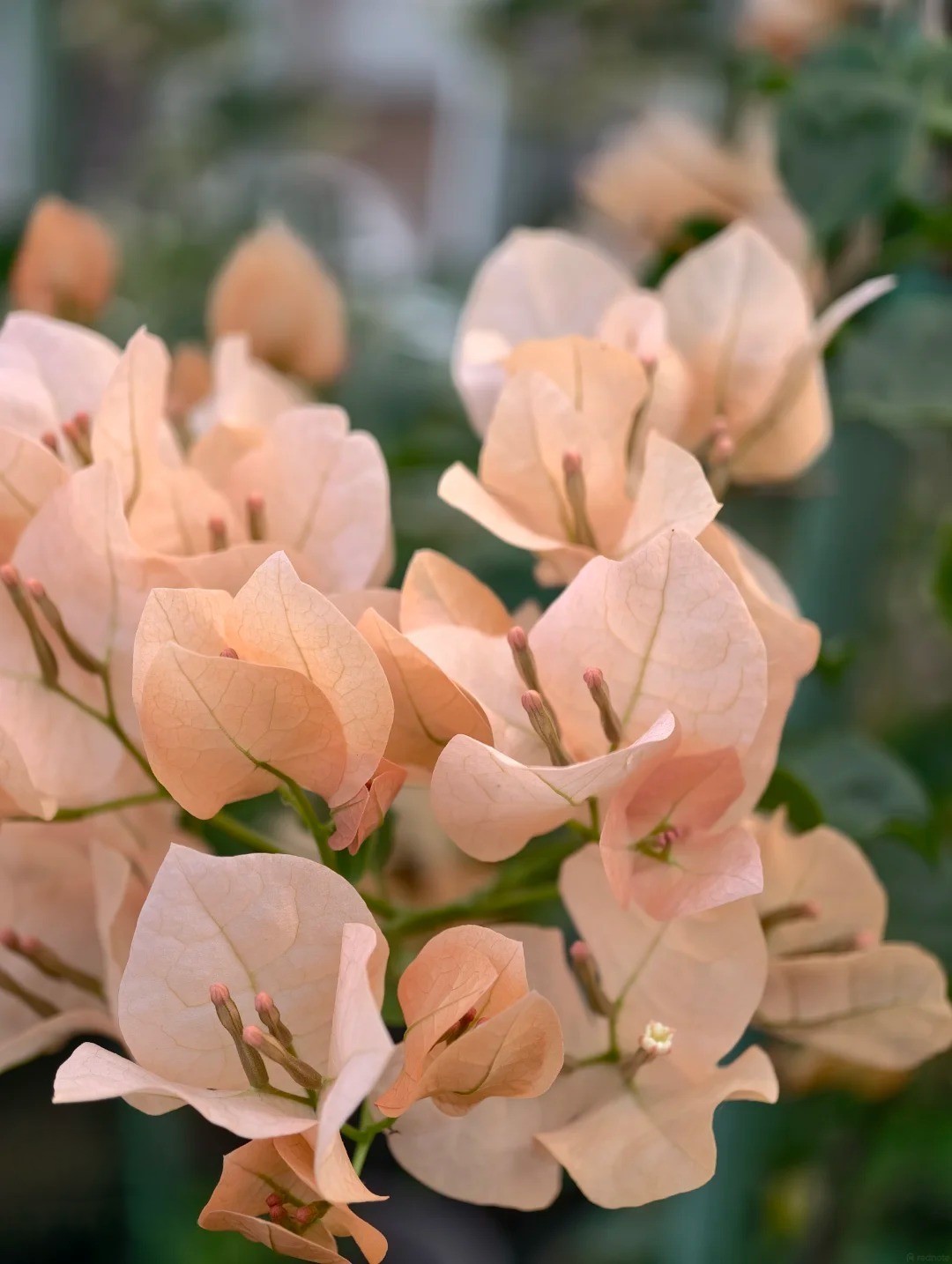 Bougainvillea ‘Mona Lisa Tea’ Live Plant 2 Gal Vine Easy Care tea beige nude