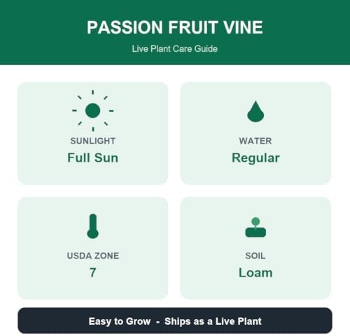 Possum Purple Passion Fruit Live Vine – Self-Fertile, Cold-Hardy, USDA 7