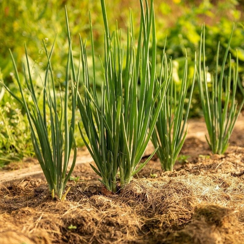Green Onion Seeds – Bunching – Tokyo Long White – Heirlooms – 2.grams