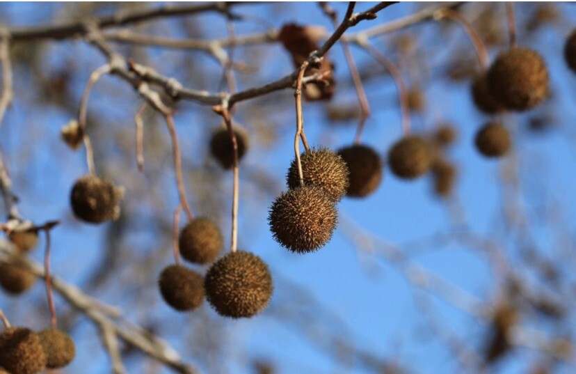 California Sycamore, Platanus Racemosa Nutt – 200 Seeds 2023 – USA Seller