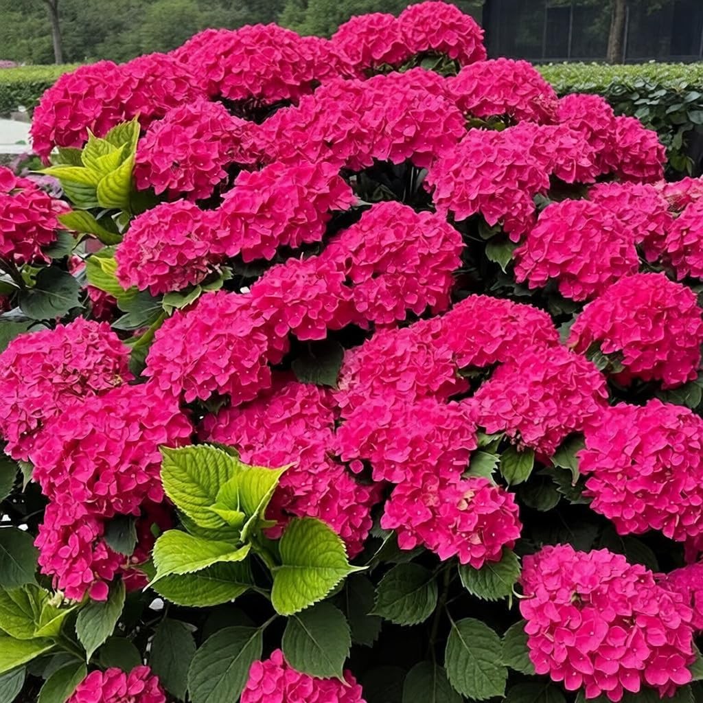 150+ Hydrangea Seeds – Mixed Color Perennial Flowers (Blue, Pink, Red & Mix