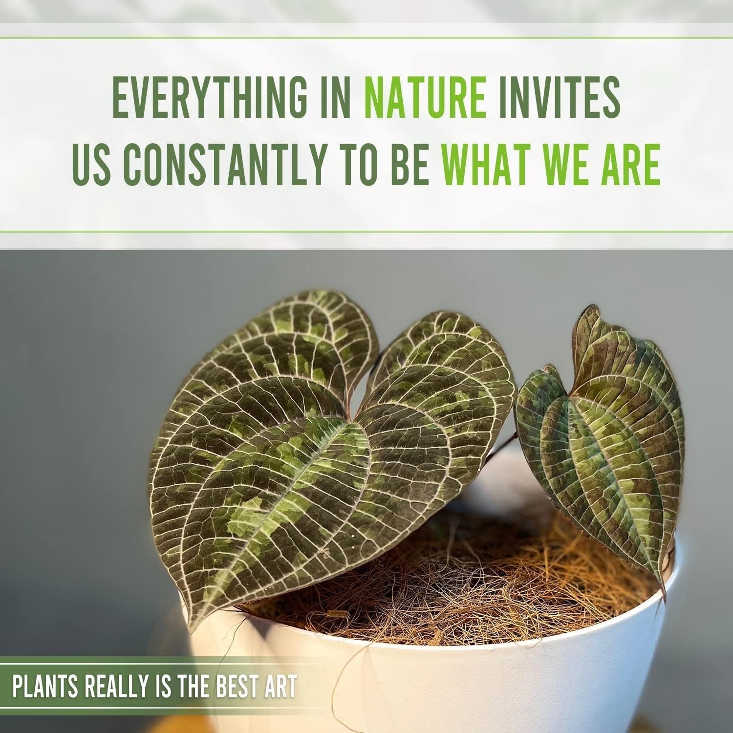 Alocasia, Monstera, Anthurium & Philodendron | Multi pack LEAL PLANT ECUADOR