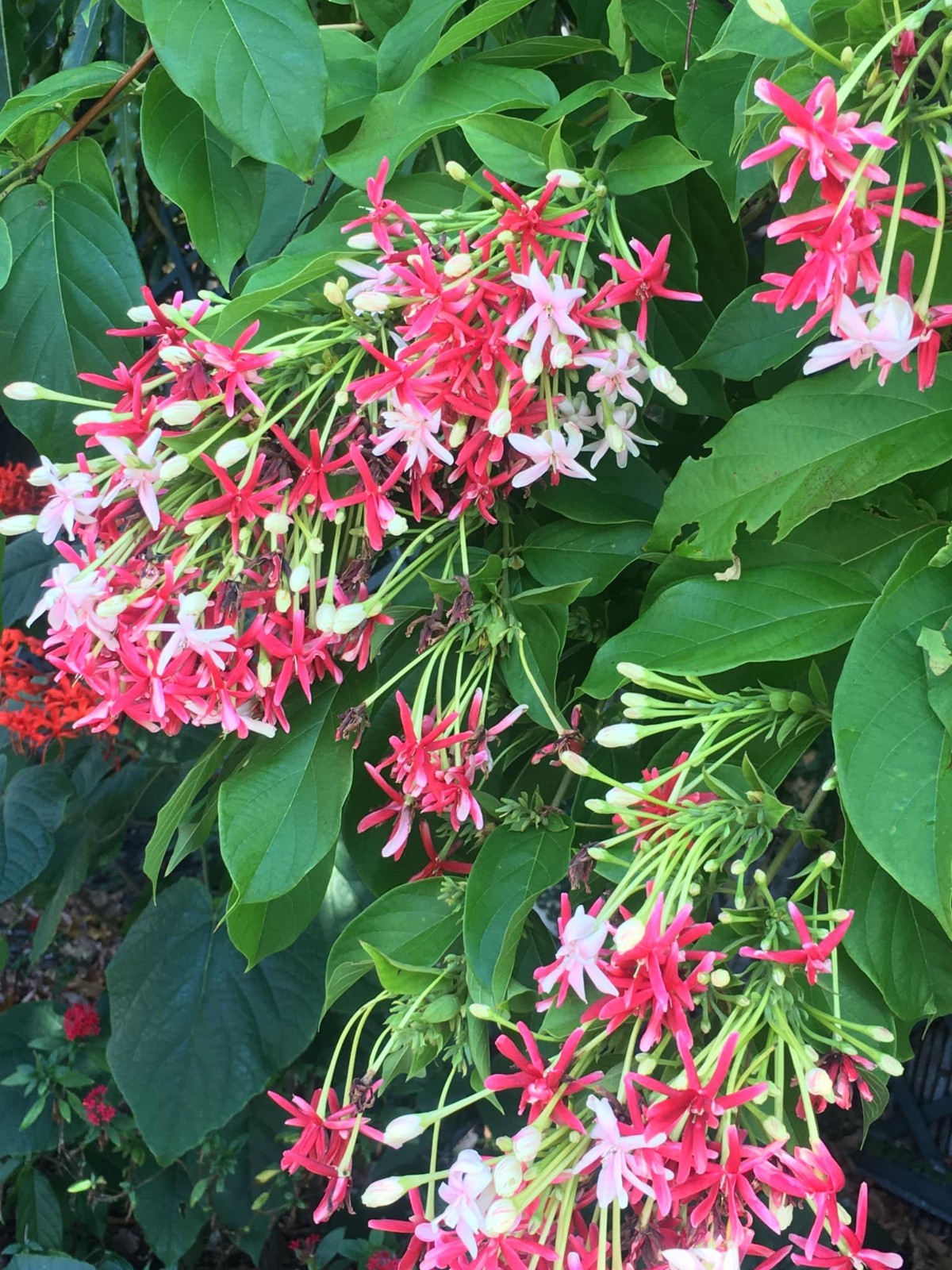 Combretum indicum Rangoon Creeper Double Flowers Chinese Honeysuckle