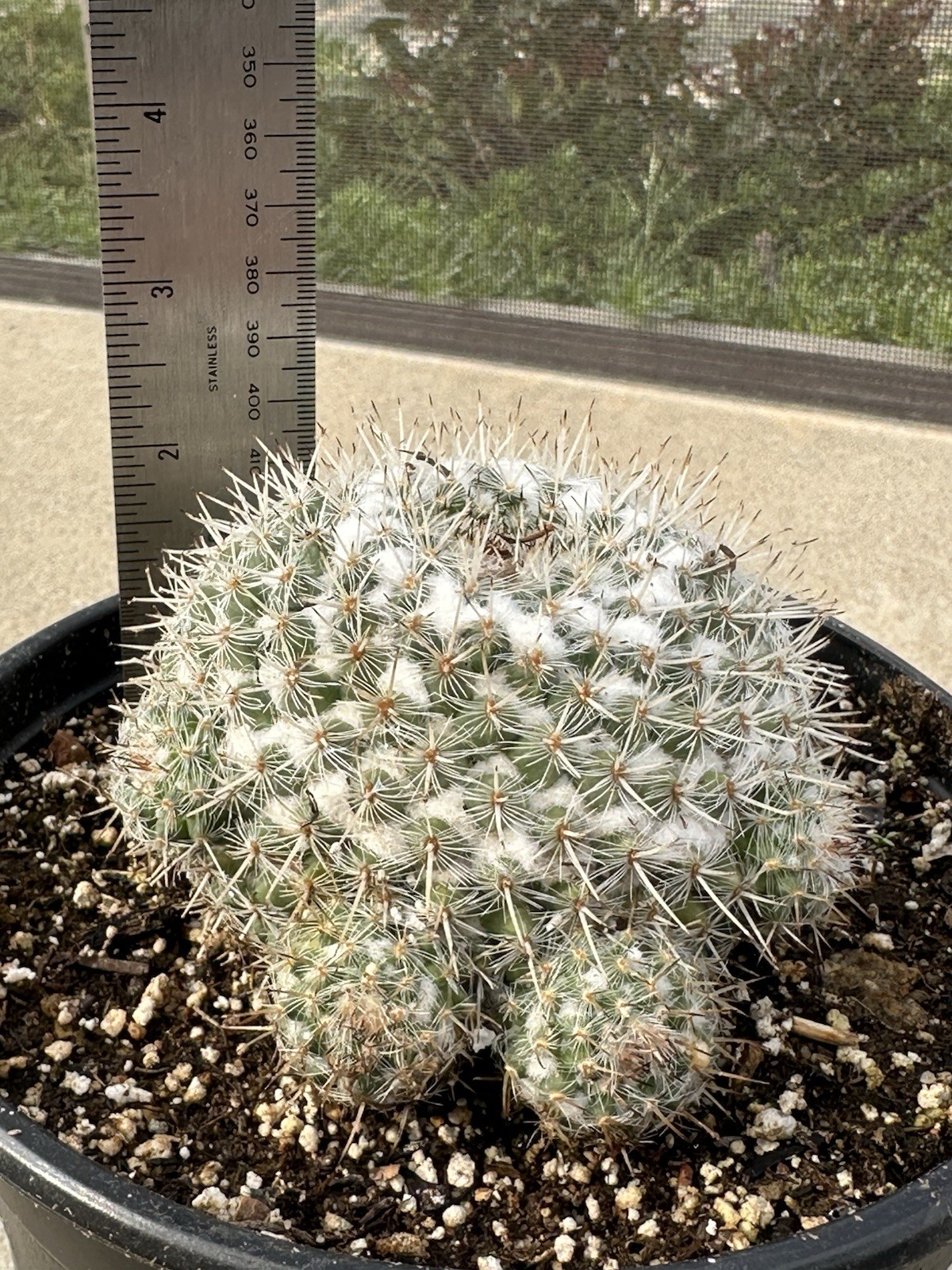 1 Gallon Pot Large Mammillaria Hahniana Old Lady Cactus Mature With Pups Free SH