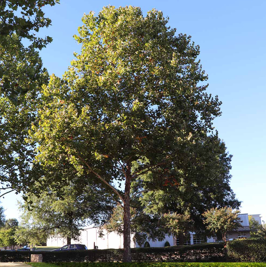 2 Live Sycamore Plants – 6–12” Tall – 4” Pot – Shade Tree for Garden & Landscape