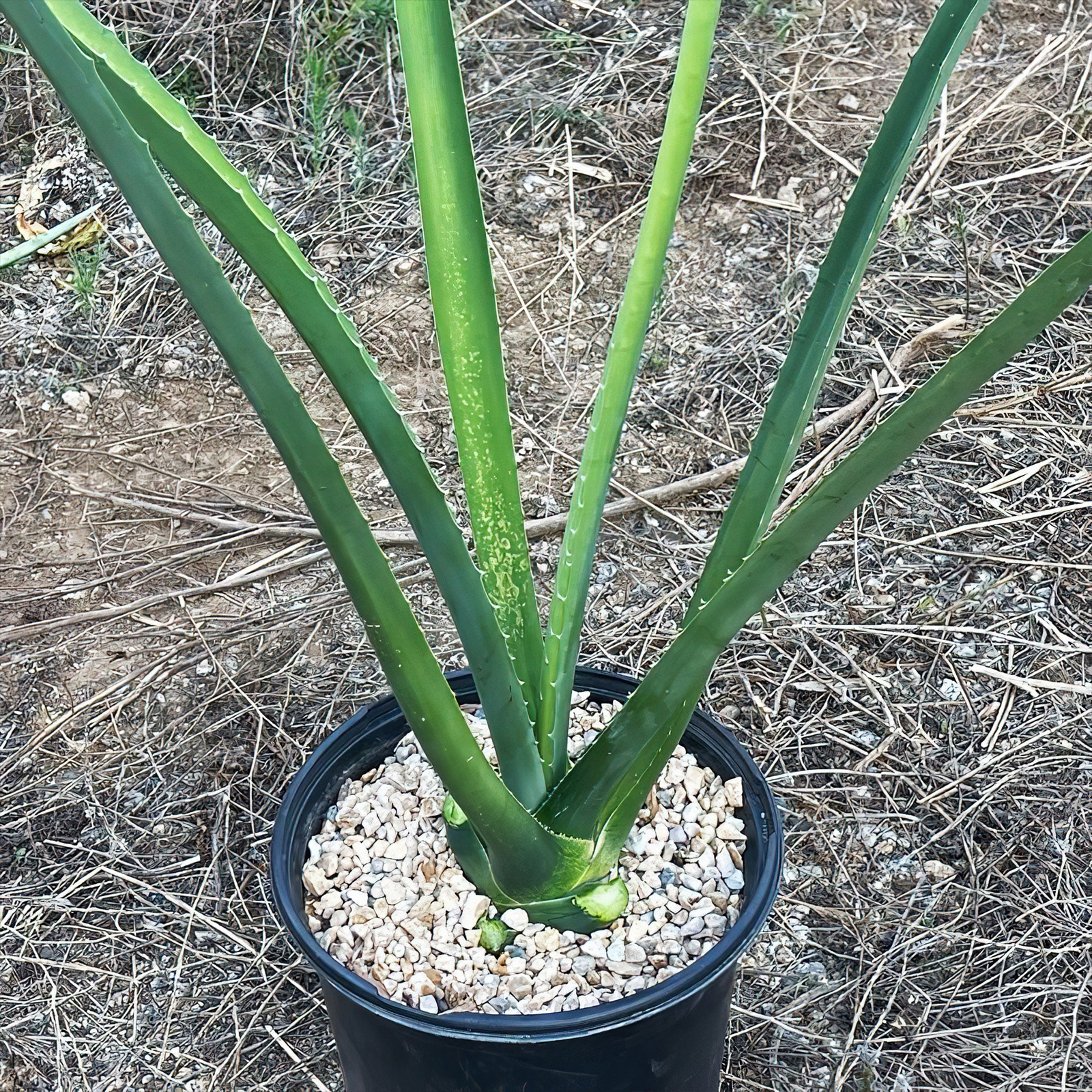 Blue agave – Agave Tequilana ‘Tequila Plant’ cactus Cacti Succulent real live pl