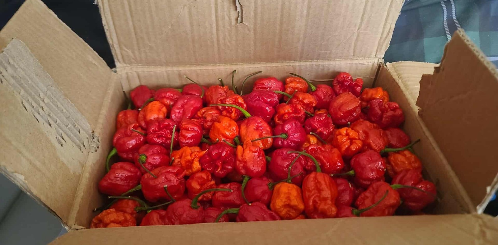 10+ Carolina Reaper Pepper Seeds. One Of The Worlds Hottest Pepper. 100% Organic