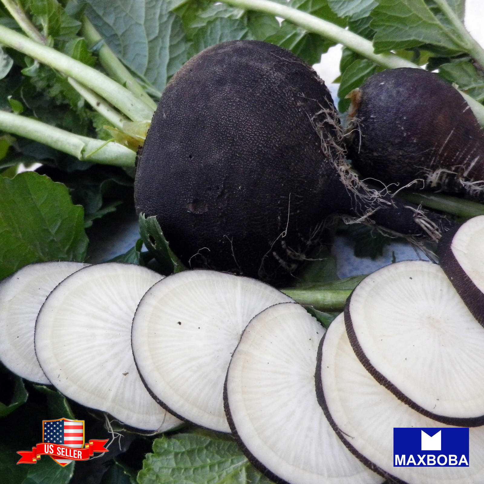 Radish Seeds Black Spanish Round Organic Non-GMO Heirloom
