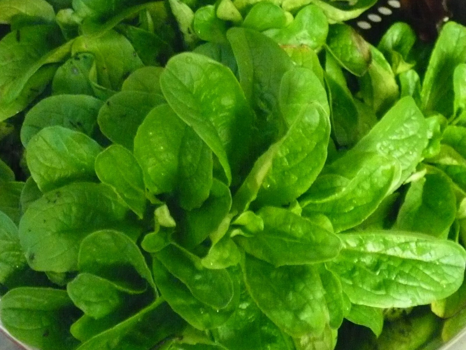 Corn Salad (Mache, Lamb’s Lettuce) Seeds- Heirloom- 300+ 2021 Seeds