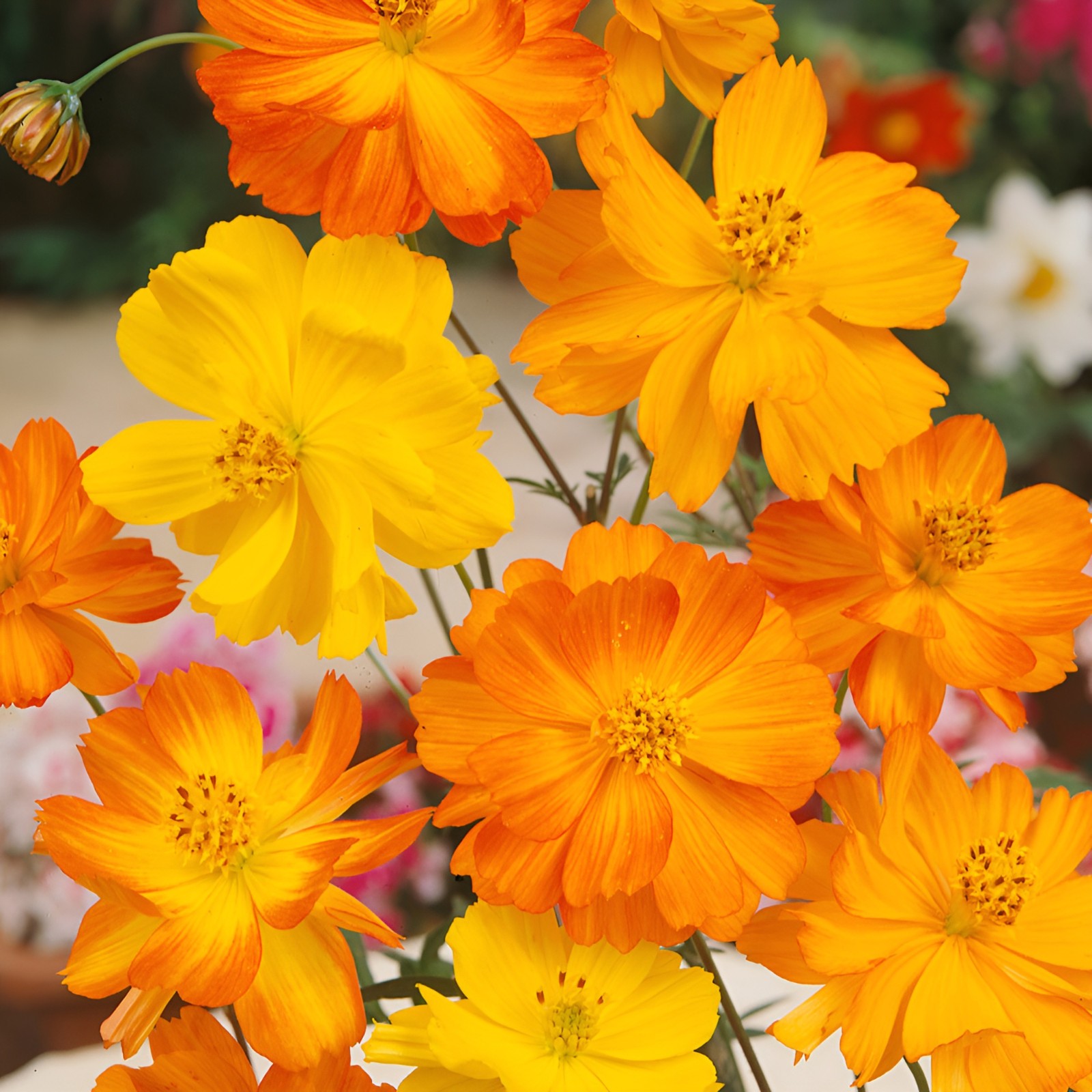 250 Bright Lights Cosmos Seeds – Heirloom Wildflower – Fast Blooming Mix