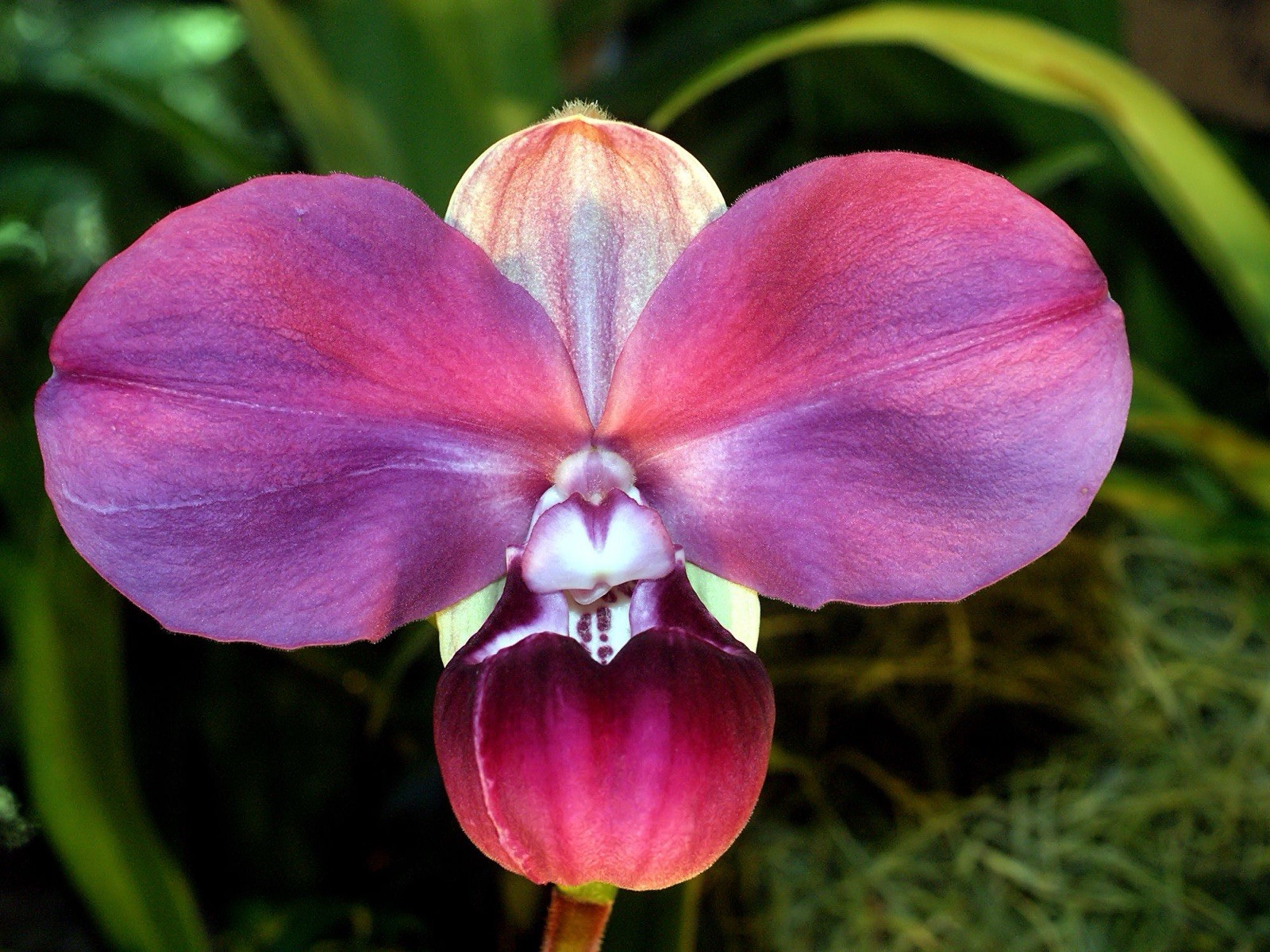 Phragmipedium kovachii Pink Purple NEW IMPORT Orchid species 4” FRESH RePot