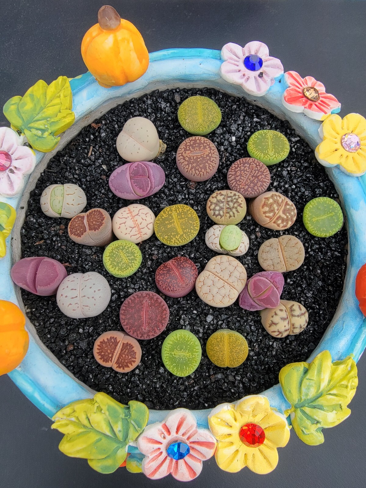 Imported lithops succulent 10 pcs mixed color