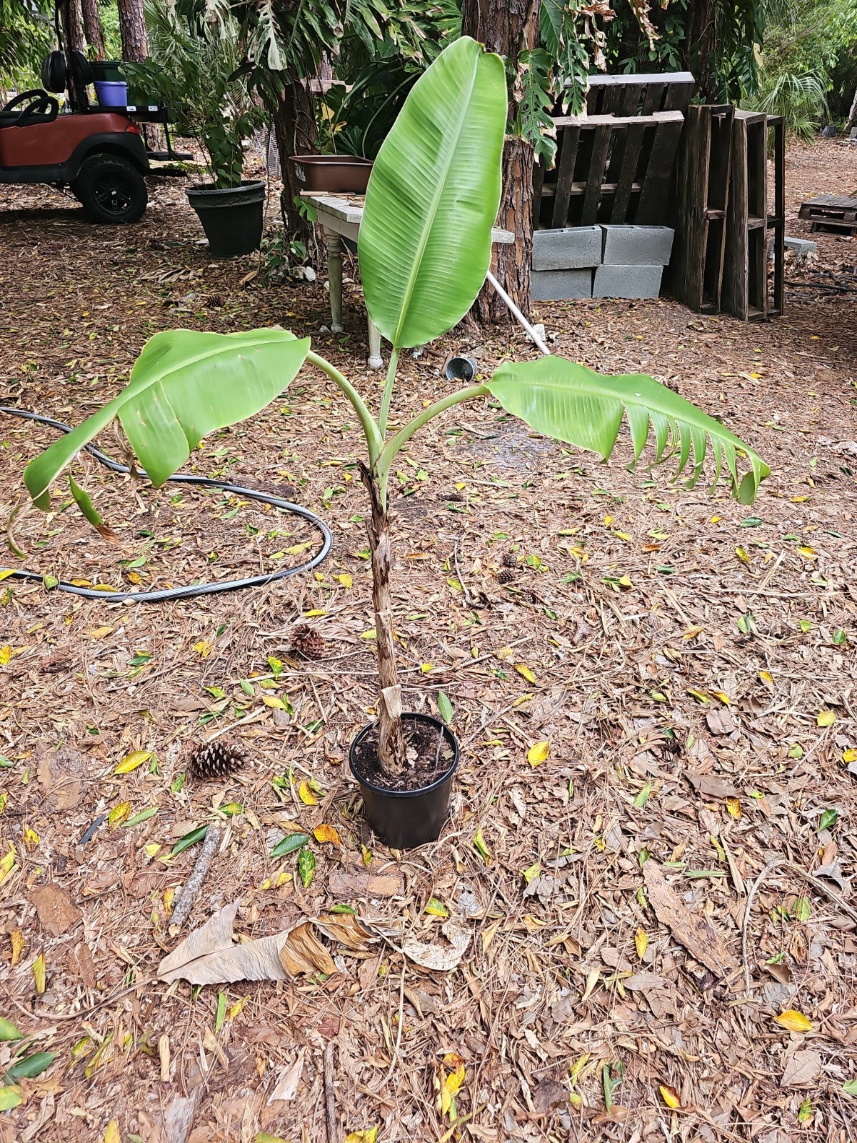 XL Ice Cream Vanilla Banana Musa Blue Java 4Ft Tall Live Plant Grow in 1Gal Pot