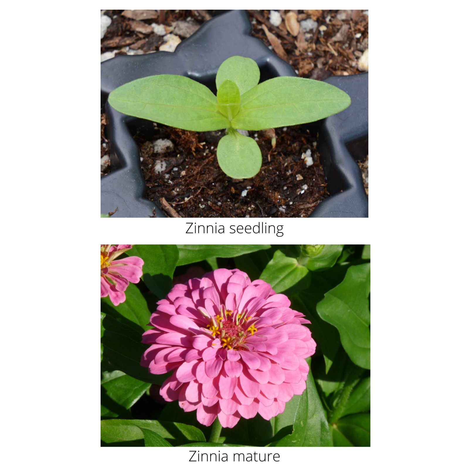 Zinnia Mix from (2 lb), 3-in-1 Mix with Premium Wildflower Seed, Plant Food a…