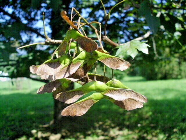 15 SCHWEDLERS NORWAY MAPLE SEEDS – Acer platanoides ‘Schwedleri’ ‘