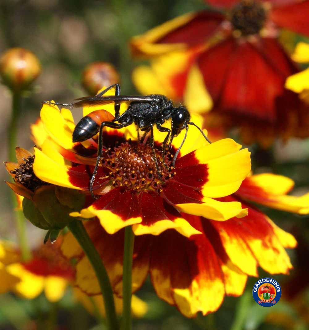 3000 Coreopsis Flower Seeds tinctoria Dwarf Plains Wildflower