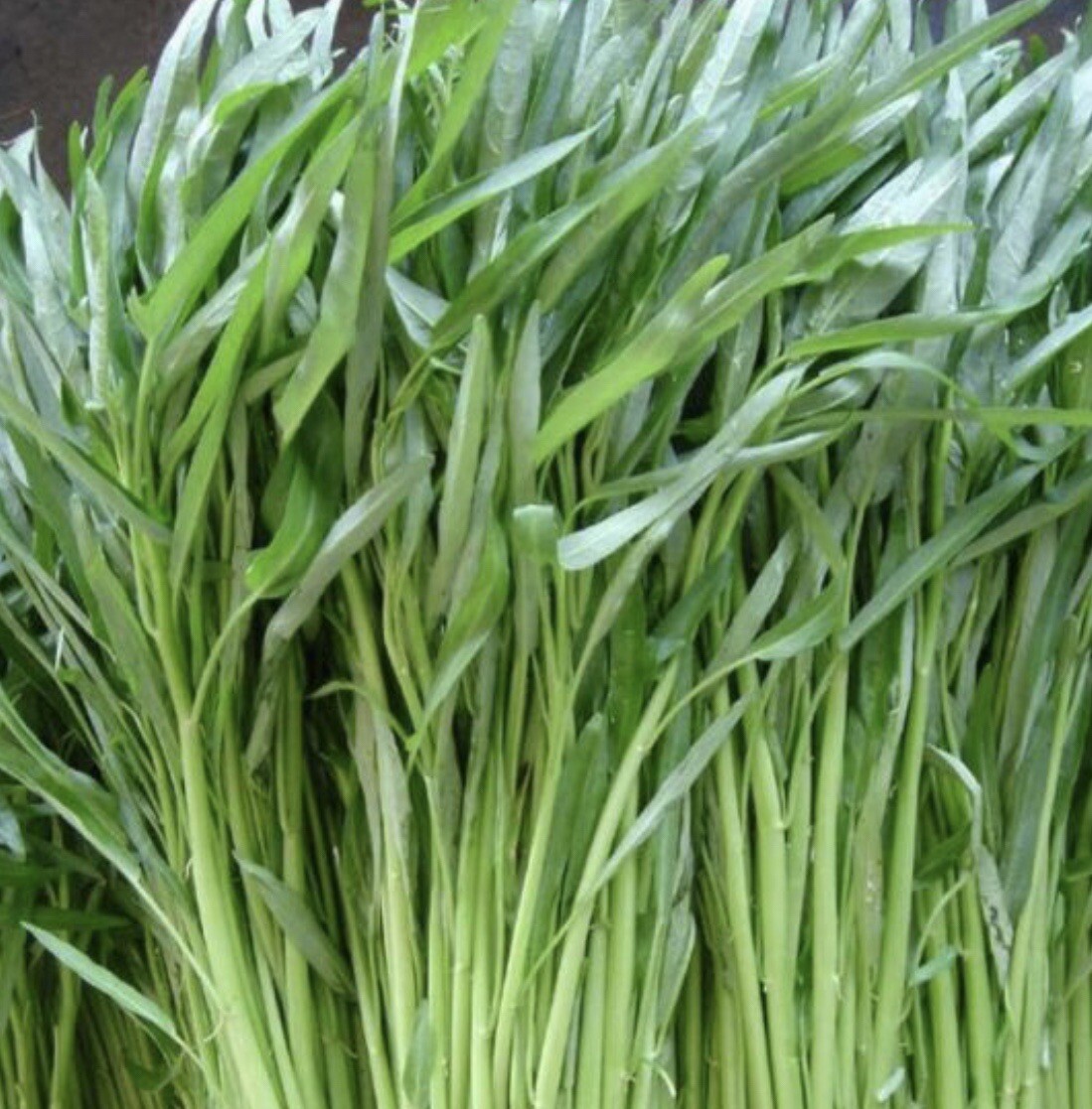 15 Packet Asian / Filipino SEEDS Bundle | Planting Instruction Included