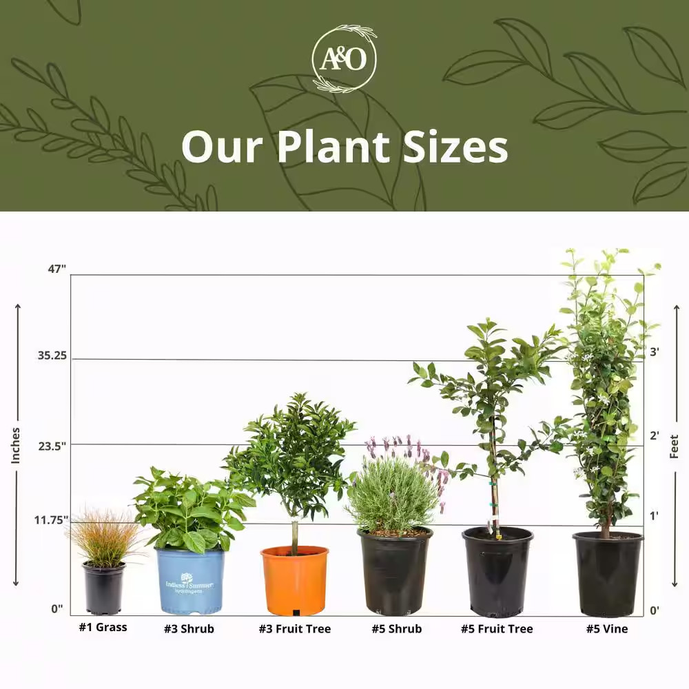 5-Container Red Tip Photinia Evergreen Privacy Shrub (2-Pack)