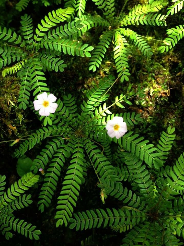 20 FRESH Biophytum Sensitivum Seeds, MOVING PLANT, rare sensitive plant seeds