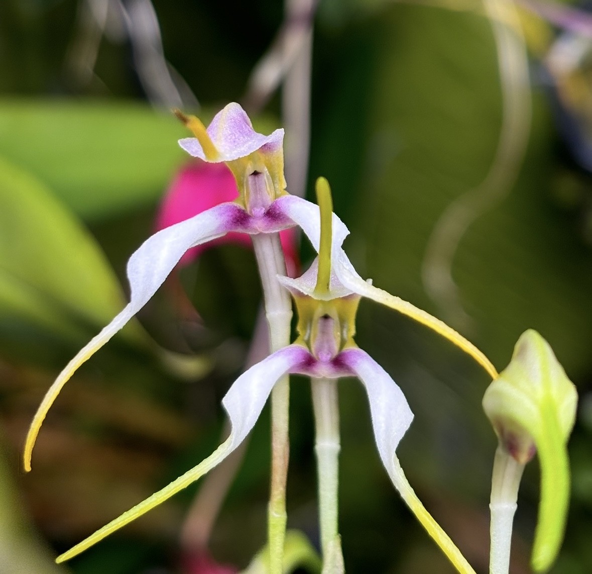 Masdevallia pileata rare orchid species bloom size miniature
