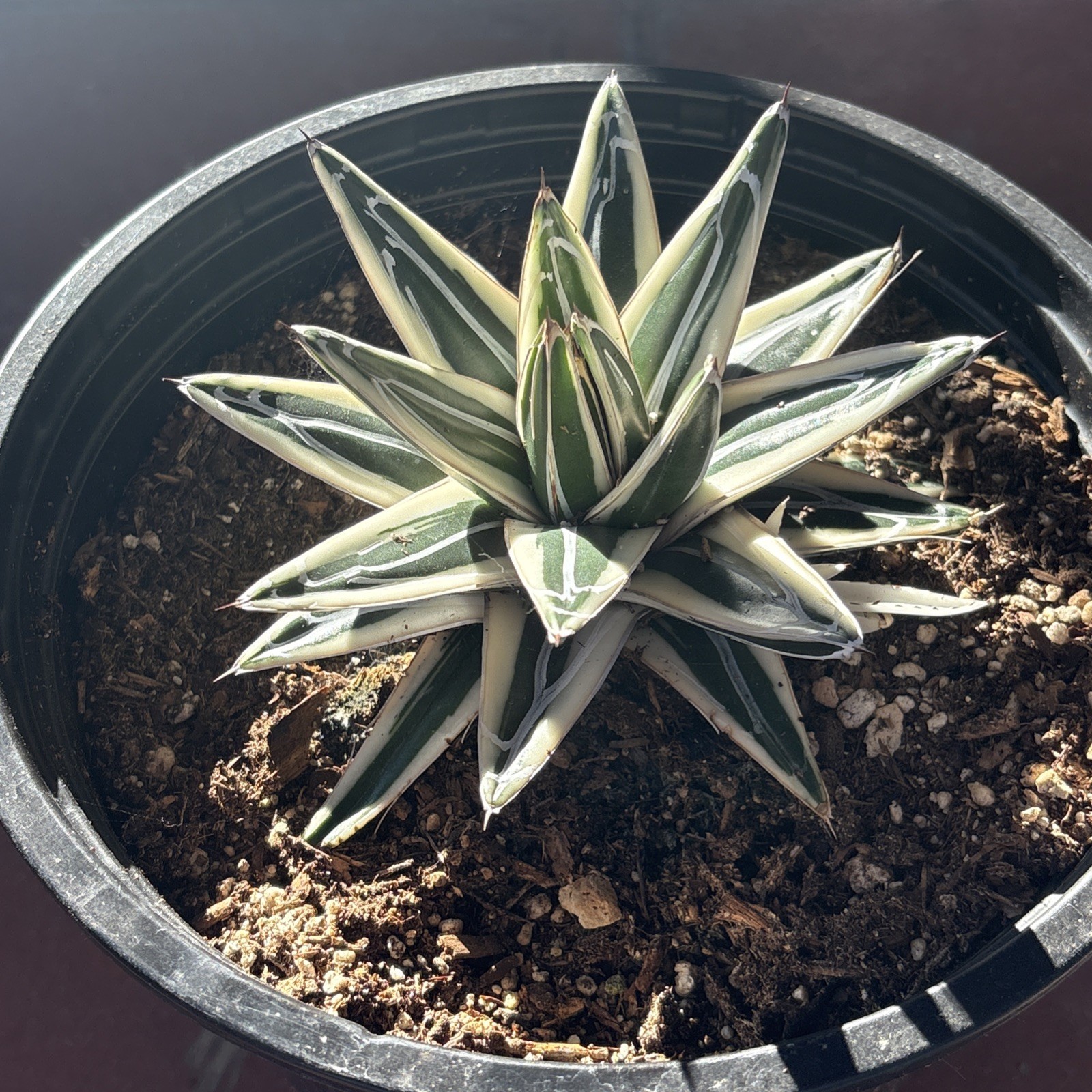 Agave White Rhino (Agave Victoriae Reginae ) ‘Albomarginata’ 8 in pot