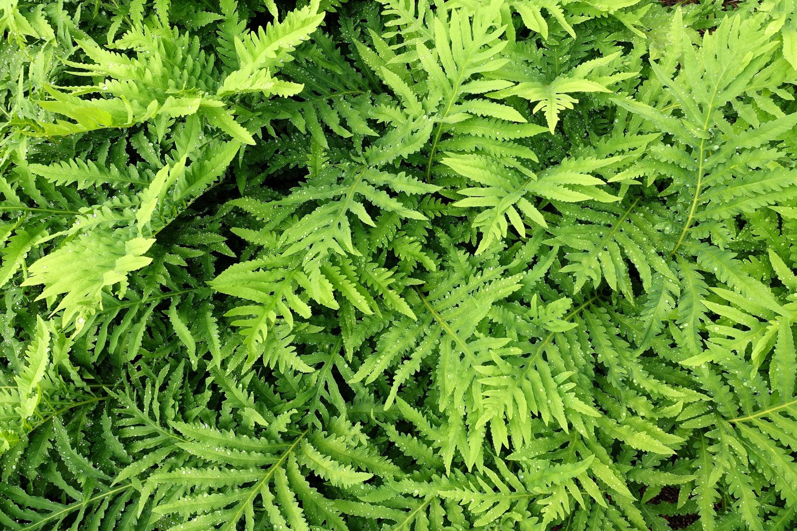 1000 + SENSITIVE FERN Onoclea Sensibilis aka Bead Sympathy Spores Seeds