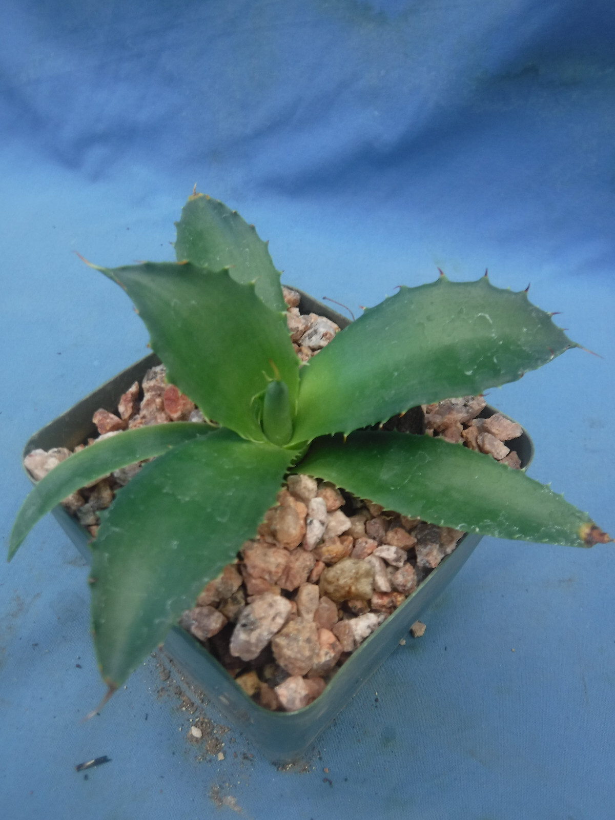Agave “ShawPot” Starter Plant! HUGE Red Teeth! Incredible Hybrid! RARE! 3″-4″ Wd