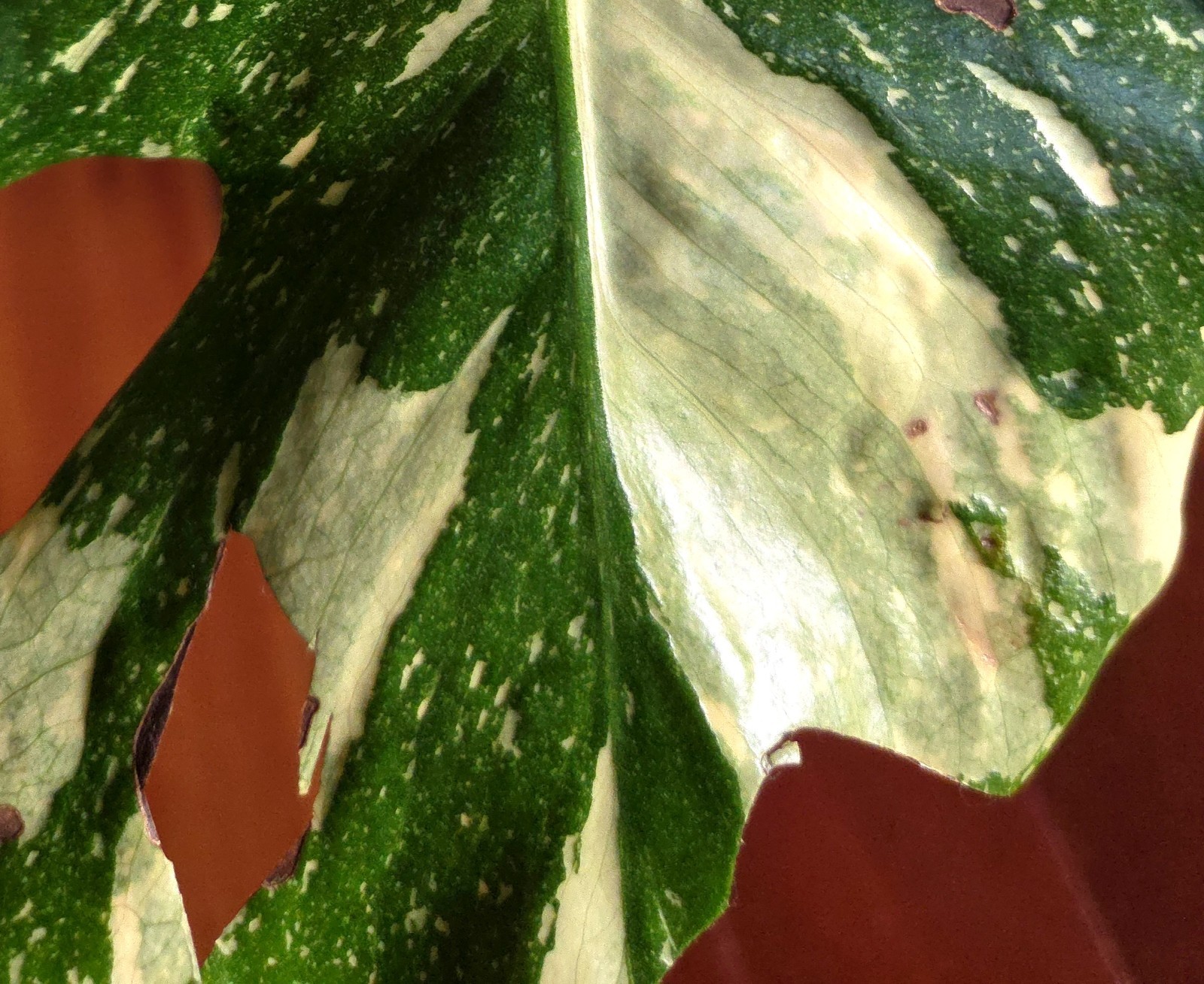 Rare Monstera Thai Starlight Mint 24″ Tall Aroid Not Philodendron Anthurium