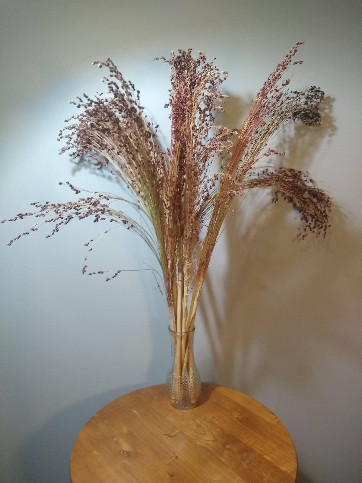 Broom Corn Seed ~ (Sorghum bicolor) ~ Heirloom ~ Multicolor ~