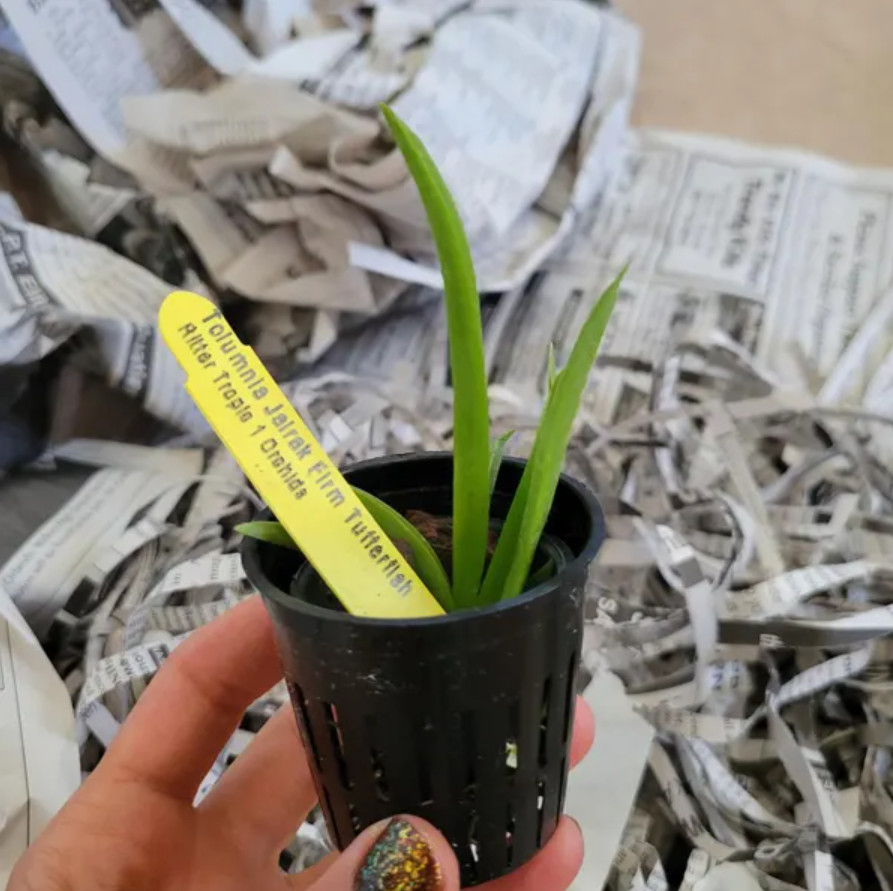 Live Tiny Dancer Tolumnia Miniature Orchid Plant – No Flower Spike – 2″ Pot