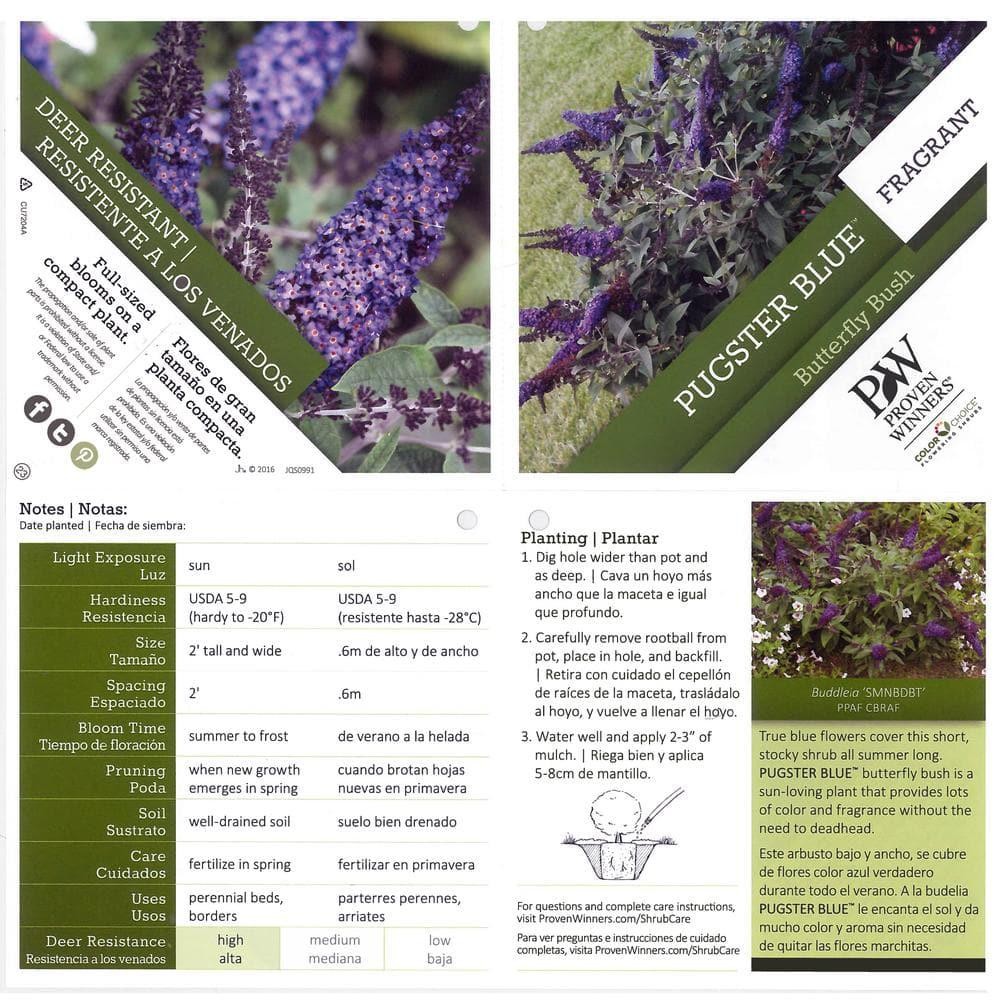 Pugster Blue Butterfly Bush Live Shrub 4.5 Qt Blue Flowers Drought Resistant