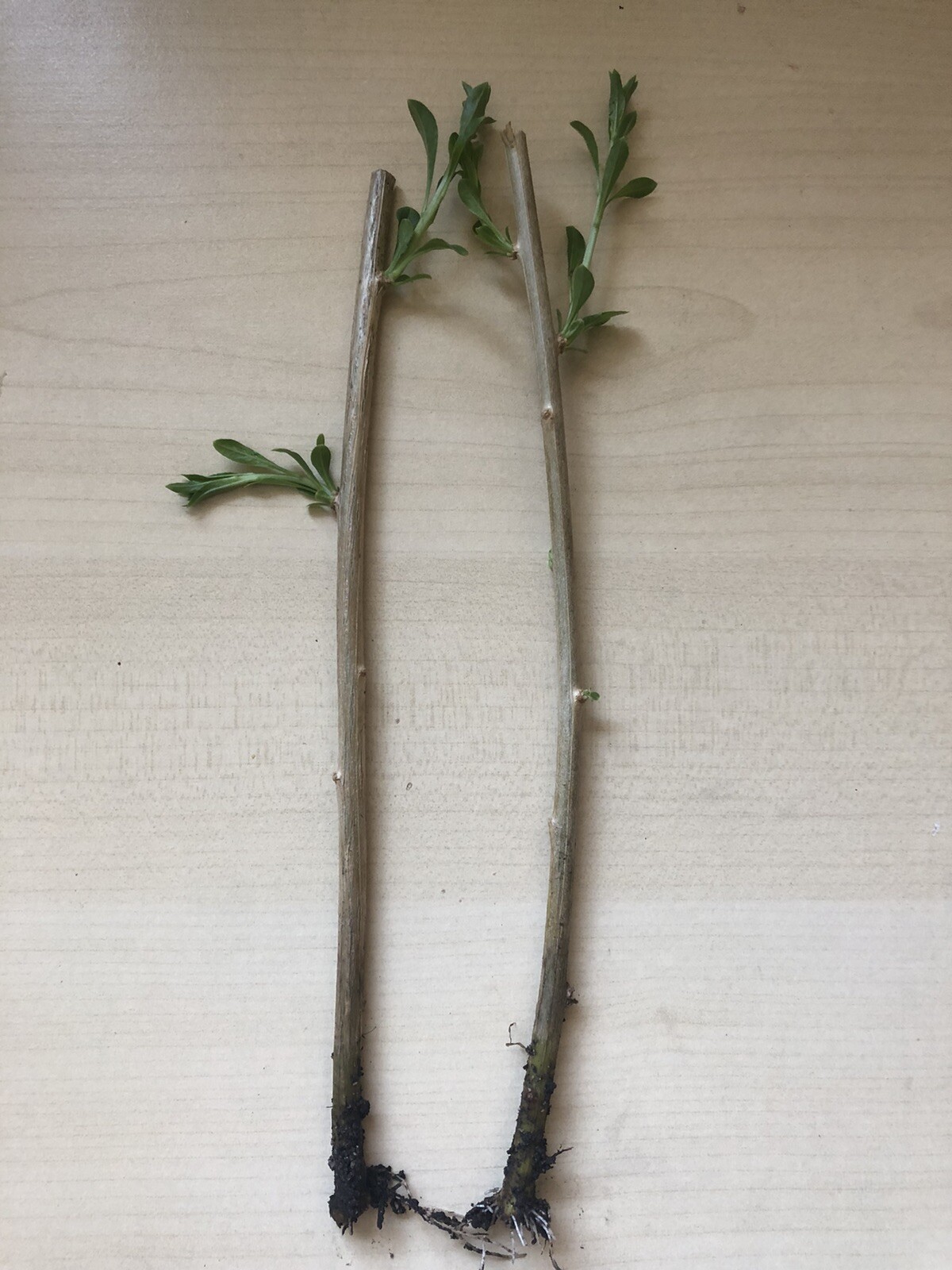 Rooted Goji Berry 2 Fresh Cutting Bare Root Live Plant Ready To Plant