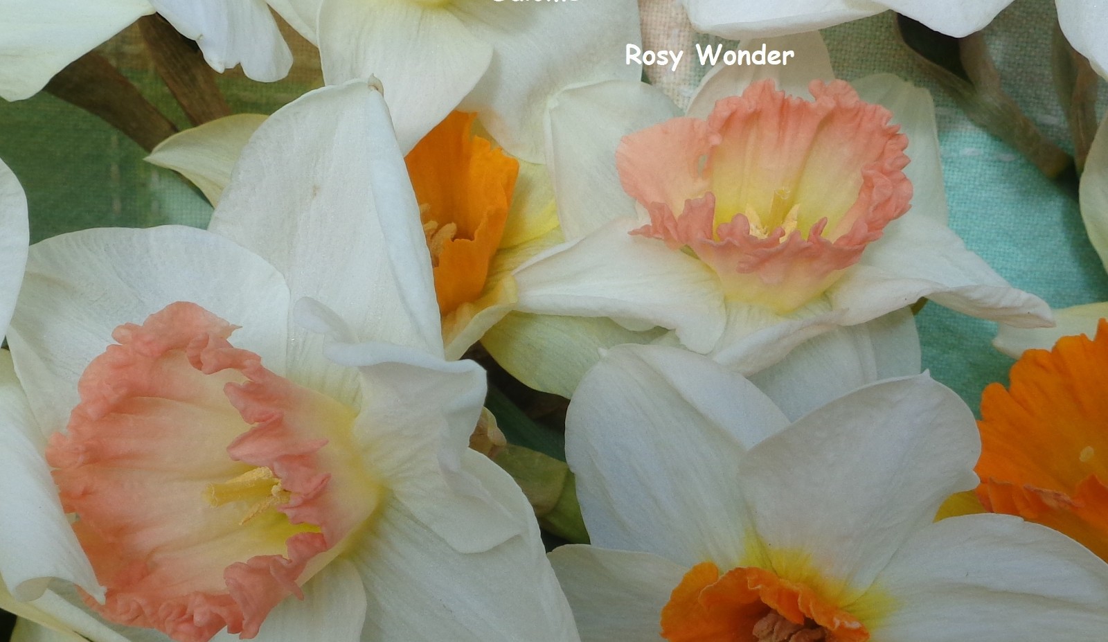 12 DAFFODIL BULBS Pink White “ROSY WONDER” Narcissus Jonquils FromMyGarden~READ*