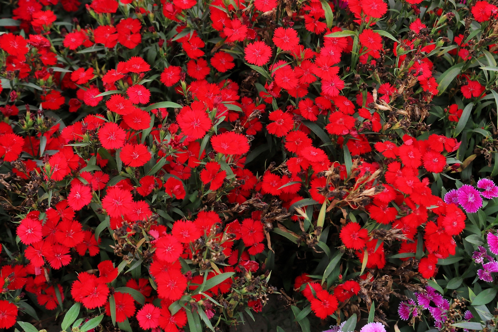 500 MIXED CHINESE PINKS China Rainbow Pink Dianthus Chinensis Bicolor Flower See