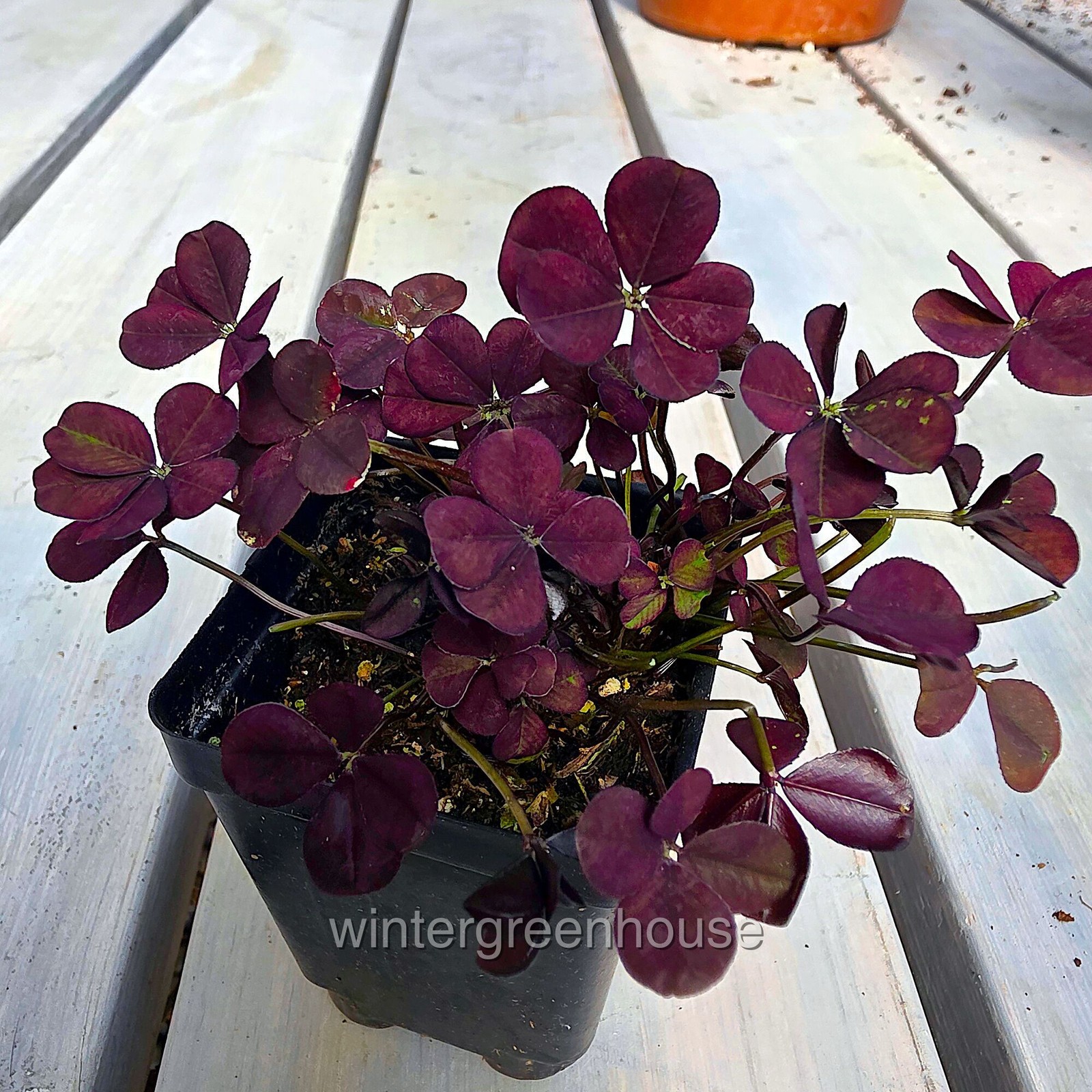 Trifolium Lucky Clover, Coco Mint, Shamrock Clover