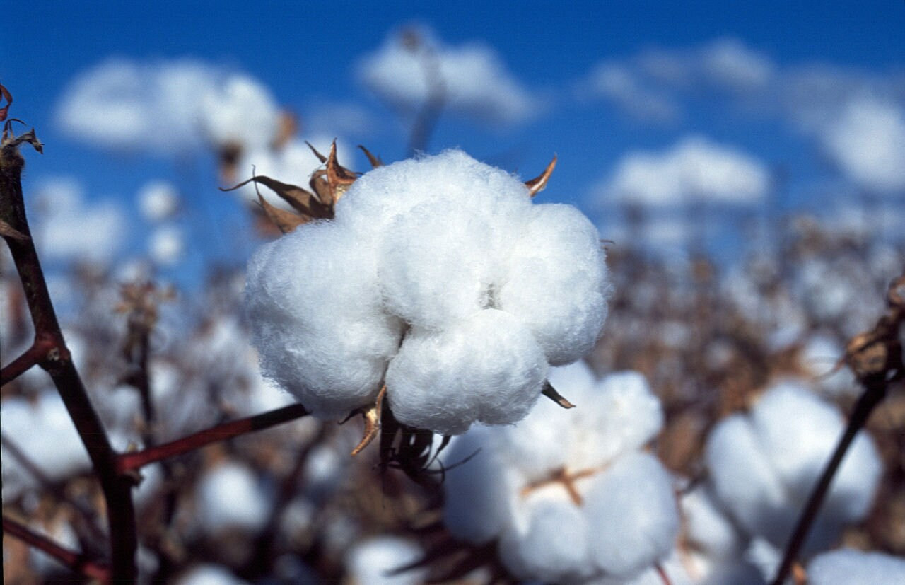 100 White Cotton Gossypium Seeds Non-Gmo Shipped With Tracking