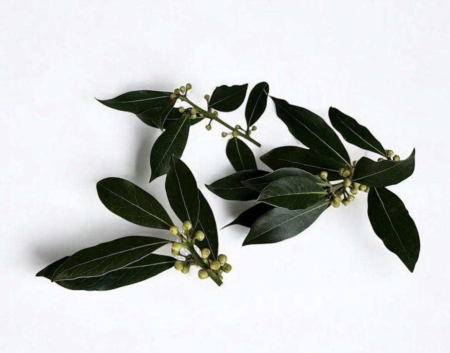 Sweet Bay laurel Tree {Laurus nobilis} 2026 Harvest Pre-Stratified 8 seeds
