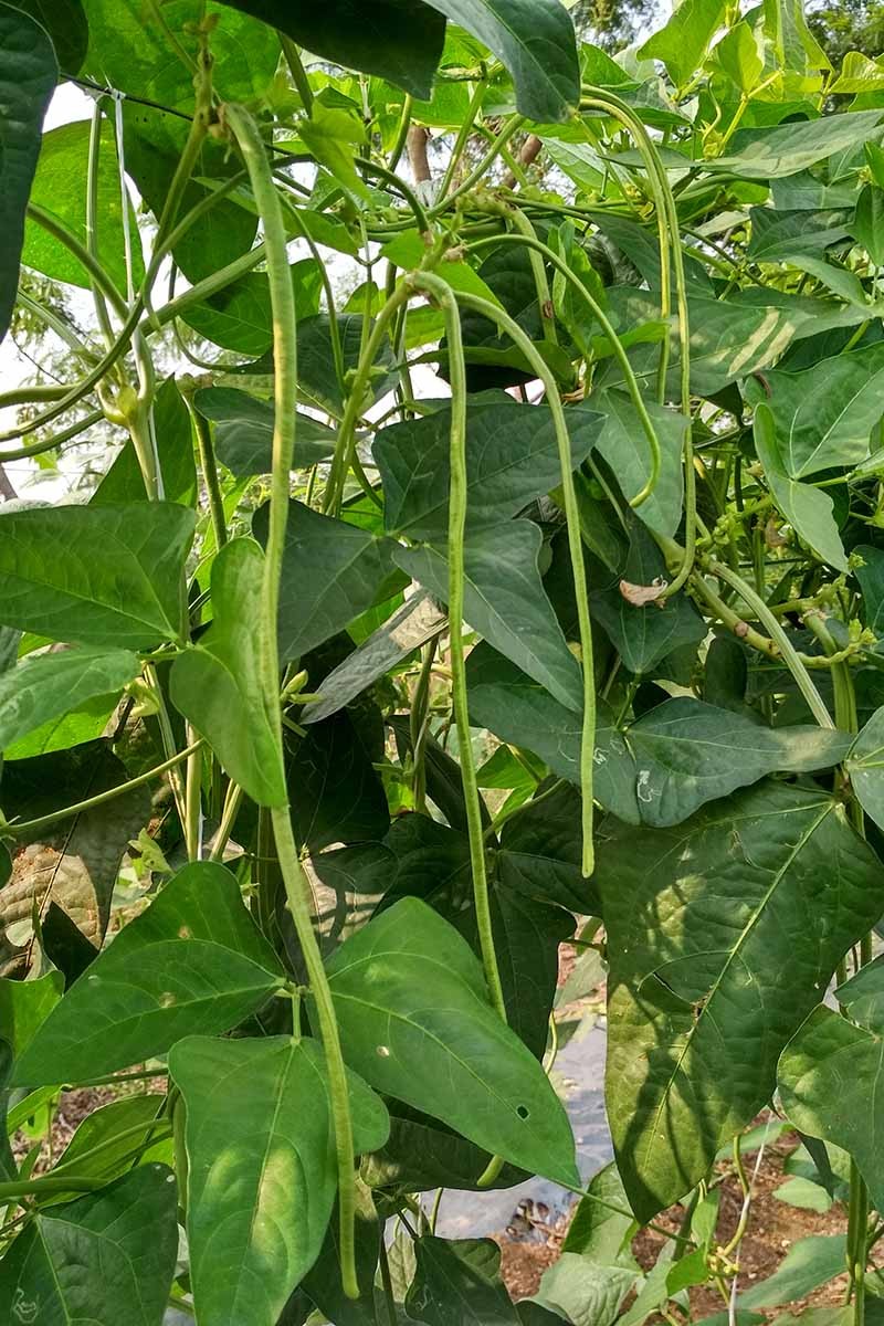 White Yard Long Bean Seeds | USA Asparagus Green Chinese Asian Seed For 2024