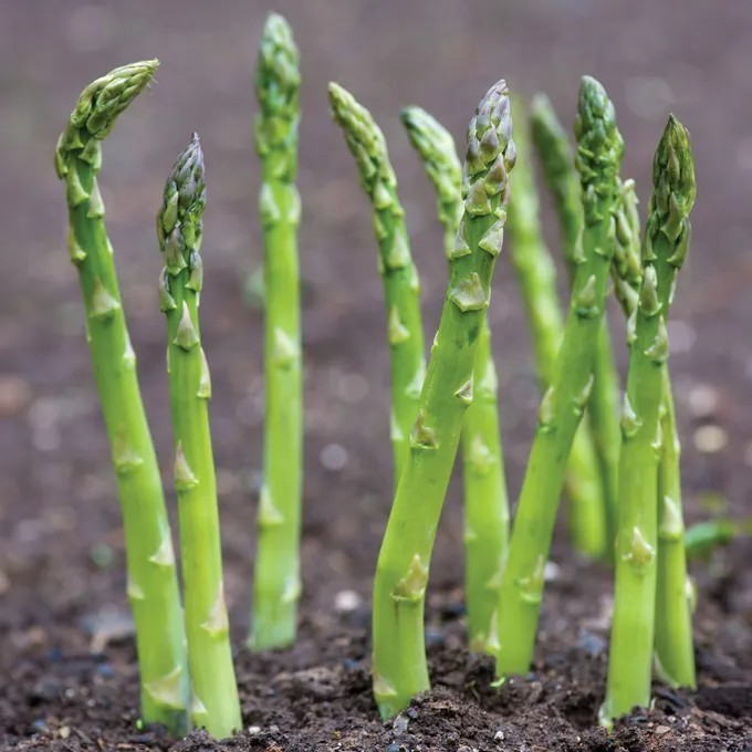 Mary Washington Asparagus Seeds, NON-GMO, ORGANIC, HEIRLOOM – Free Shipping!