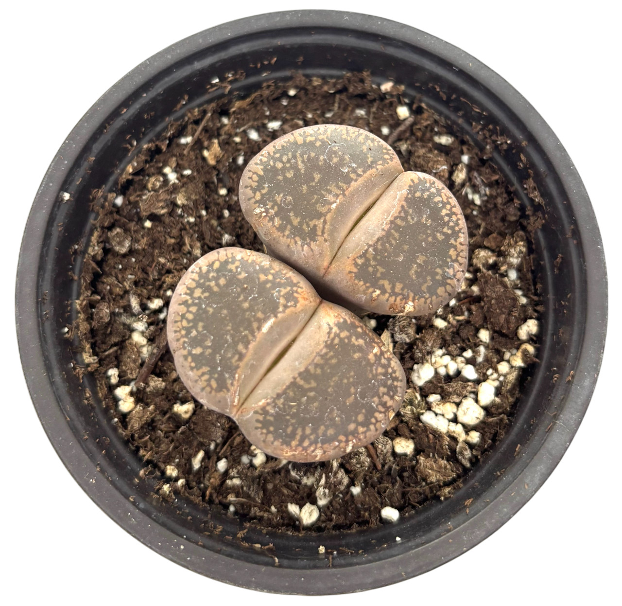 Was $20 Now $10 Lithops Live Succulent Plant, Large 4″ Pot, Rare Living Stone